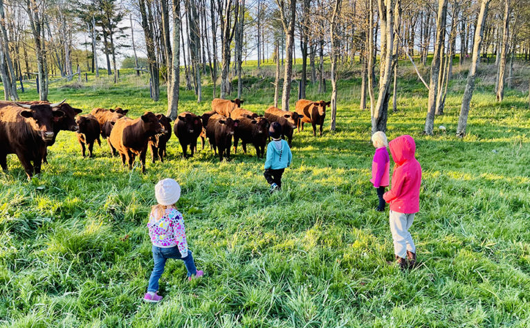 Charles & Jessie cows